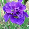 Iris Sibirica Concord Crusch